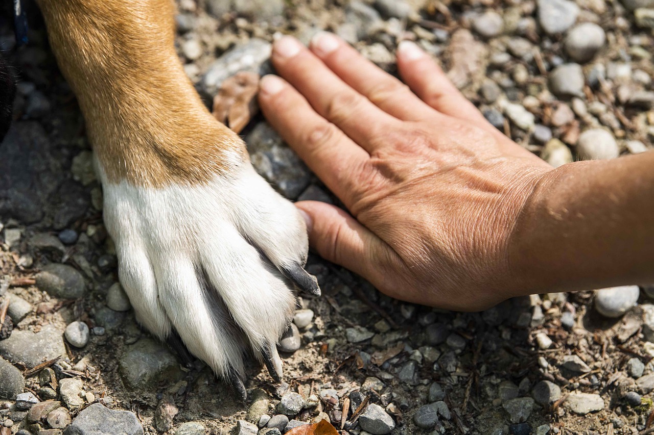 paw, animal, dog-7231300.jpg